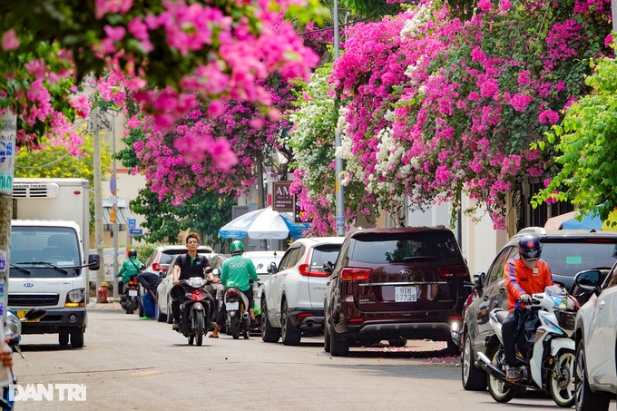 Khu phố nơi có giàn bông giấy tuyệt đẹp, nhiều ô tô xung quanh nhưng người dân đã quen sống trong sự yên tĩnh (Ảnh: Nguyễn Vy). Khu phố nơi có giàn bông giấy tuyệt đẹp, nhiều ô tô xung quanh nhưng người dân đã quen sống trong sự yên tĩnh (Ảnh: Nguyễn Vy).