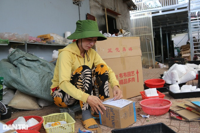 Vườn sen đá của Luân tạo việc làm ổn định cho 3 lao động khác (Ảnh: Đặng Dương)