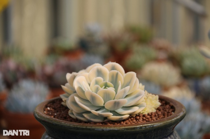 Một loại sen đá đột biến, có giá trị cao trên thị trường (Ảnh: Đặng Dương).