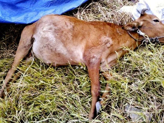 Virus gây chết bò