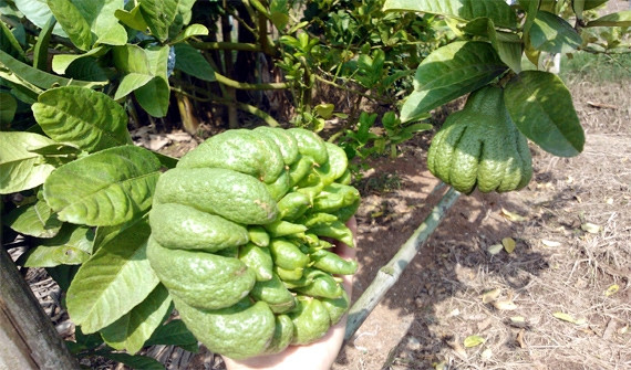 Vườn phật thủ con được trồng thay thế, 1 năm nữa sẽ được thu hoạch. Trong ảnh là những trái phật thủ to, đẹp đang cho thu hoạch tiền triệu. Vườn phật thủ con được trồng thay thế, 1 năm nữa sẽ được thu hoạch. Trong ảnh là những trái phật thủ to, đẹp đang cho thu hoạch tiền triệu