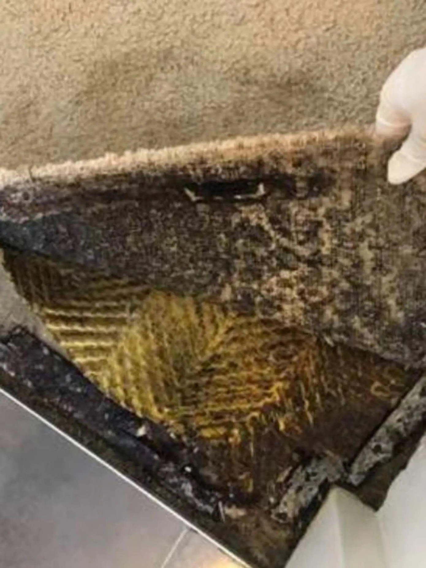 Bên dưới tấm thảm trong nhà tắm của Skilton mốc đen