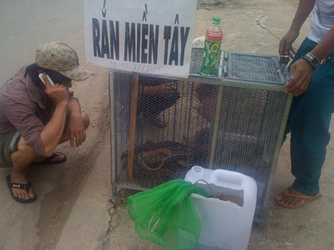 Tá hỏa rắn độc tràn xuống đường phố Biên Hòa ảnh 1