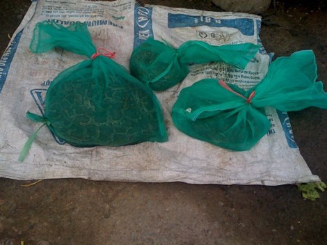 Tá hỏa rắn độc tràn xuống đường phố Biên Hòa ảnh 4