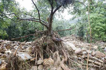 Bản Sen tan tành sau đêm mưa lũ ảnh 3
