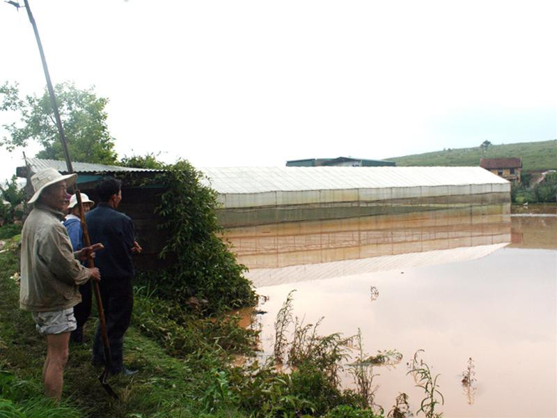 Vườn rau ngập sâu trong nước