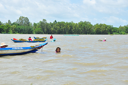 Cận cảnh người dân ngâm mình trong nước gặt lúa ảnh 3