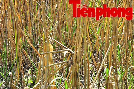 Hậu Giang: Dân trồng mía 'điêu đứng' vì nước lũ ảnh 5