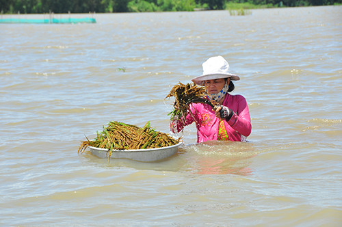 Cận cảnh người dân ngâm mình trong nước gặt lúa ảnh 9