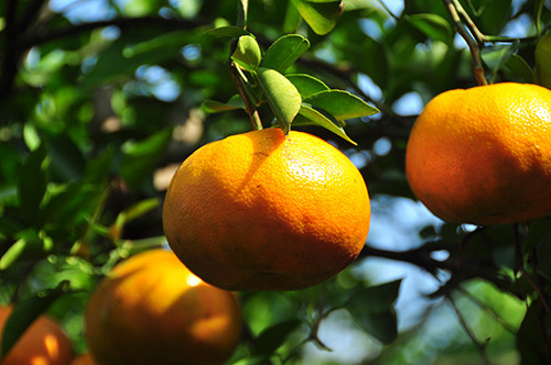 Giới trẻ “thích thú” chụp ảnh quýt hồng cận tết ảnh 4