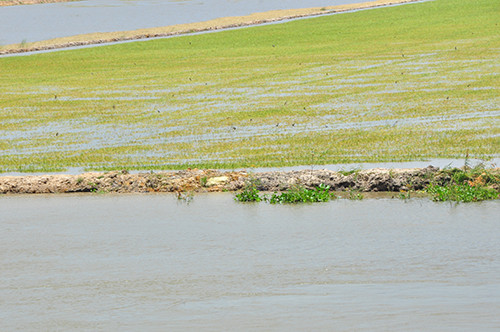 Vỡ đê bao ở An Giang khiến hơn trăm ha lúa chìm trong nước ảnh 5