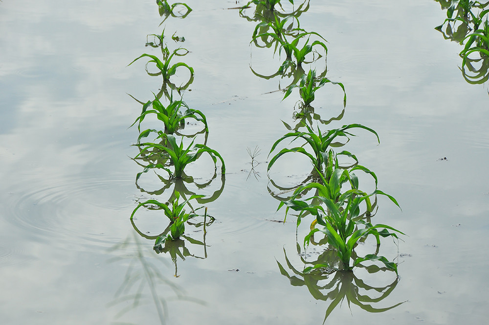 Người Cần Thơ vật lộn trong biển nước, học sinh tiếp tục được nghỉ học ảnh 11