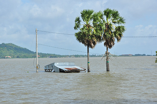 An Giang: Căng sức gia cố đê bảo vệ hàng nghìn ha lúa ảnh 2