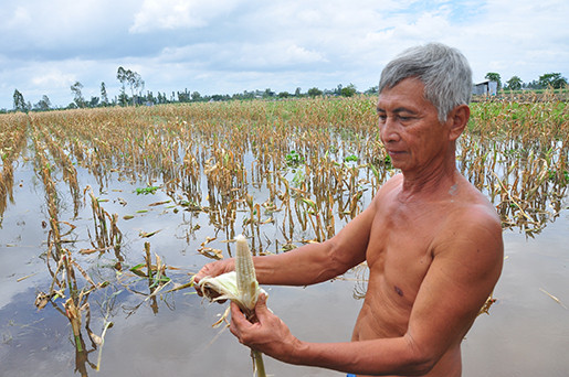 Lũ về Đồng Tháp sớm, hoa màu chết 'tức tưởi' ảnh 1