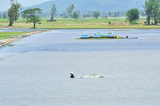 Vỡ đê bao ở An Giang khiến hơn trăm ha lúa chìm trong nước ảnh 3