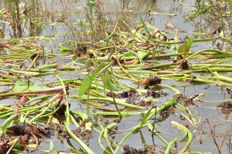 Lũ về Đồng Tháp sớm, hoa màu chết 'tức tưởi' ảnh 6