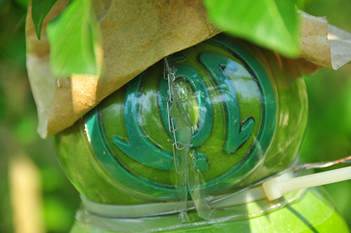 Ngắm vườn đào tiên trăm triệu của lão nông Hậu Giang ảnh 3