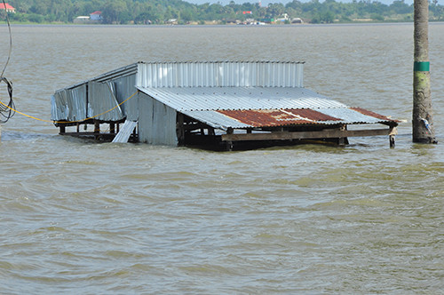 Vỡ đê bao ở An Giang khiến hơn trăm ha lúa chìm trong nước ảnh 8