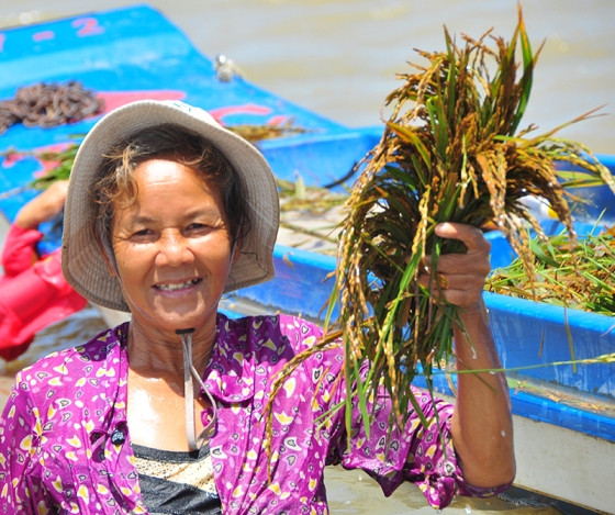 Cận cảnh người dân ngâm mình trong nước gặt lúa ảnh 4