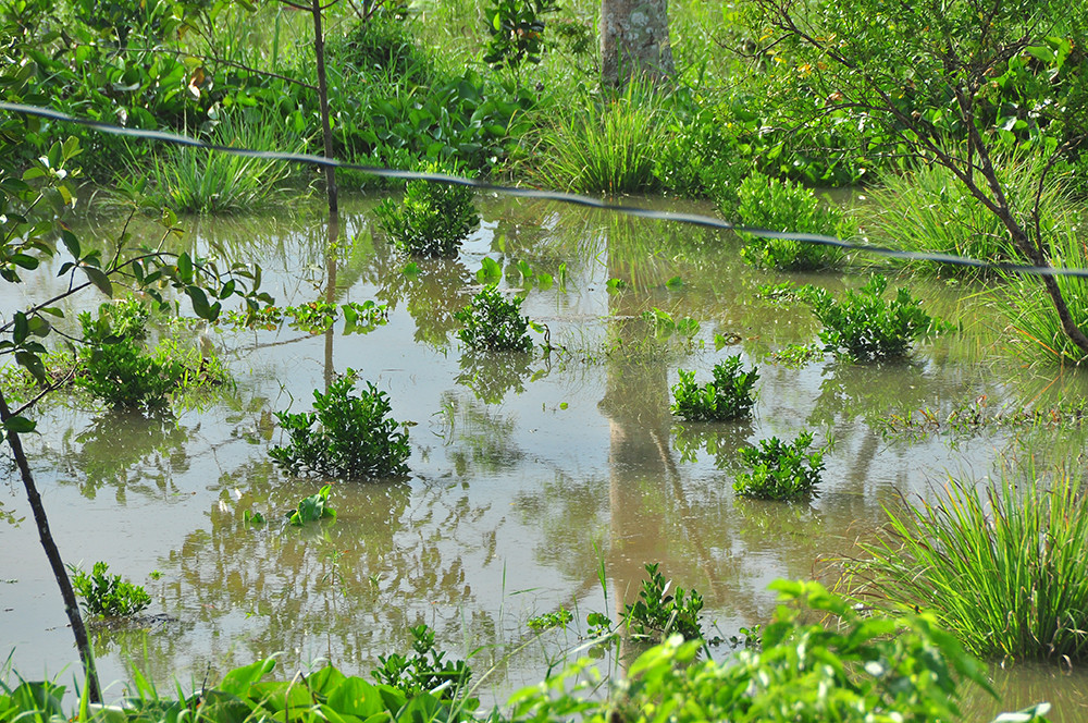 Người Cần Thơ vật lộn trong biển nước, học sinh tiếp tục được nghỉ học ảnh 9
