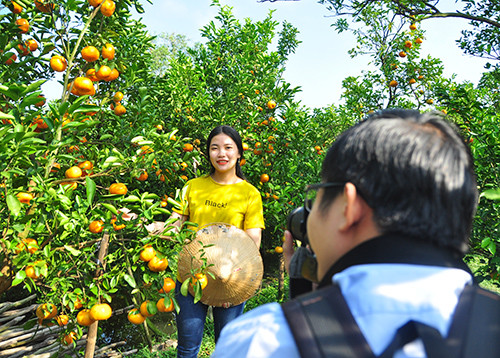 Giới trẻ “thích thú” chụp ảnh quýt hồng cận tết ảnh 9