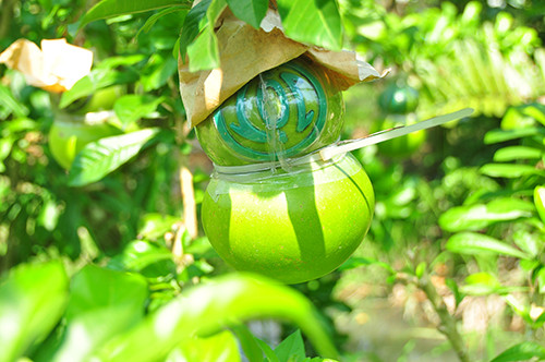 Ngắm vườn đào tiên trăm triệu của lão nông Hậu Giang ảnh 4