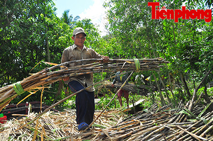 Hậu Giang: Dân trồng mía 'điêu đứng' vì nước lũ ảnh 4