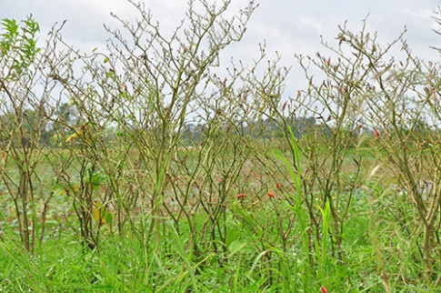 Lũ về Đồng Tháp sớm, hoa màu chết 'tức tưởi' ảnh 7