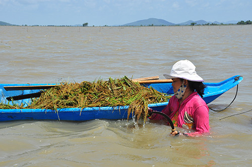 Cận cảnh người dân ngâm mình trong nước gặt lúa ảnh 6