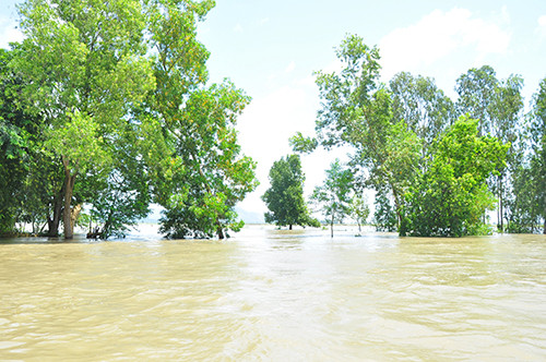 Vỡ đê bao ở An Giang khiến hơn trăm ha lúa chìm trong nước ảnh 7