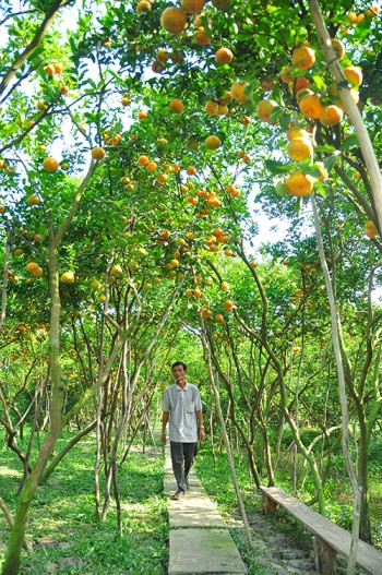 Giới trẻ “thích thú” chụp ảnh quýt hồng cận tết ảnh 6