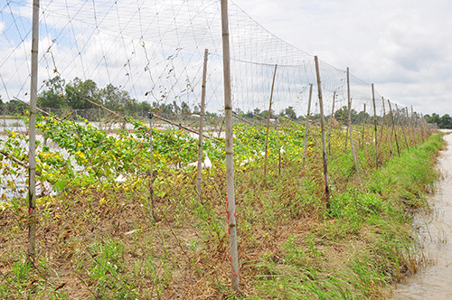 Lũ về Đồng Tháp sớm, hoa màu chết 'tức tưởi' ảnh 3