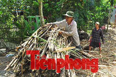 Hậu Giang: Dân trồng mía 'điêu đứng' vì nước lũ ảnh 3