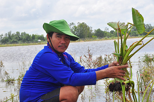 Lũ về Đồng Tháp sớm, hoa màu chết 'tức tưởi' ảnh 4