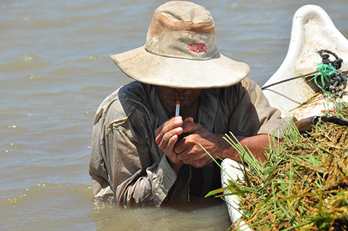 Cận cảnh người dân ngâm mình trong nước gặt lúa ảnh 8