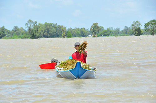 Cận cảnh người dân ngâm mình trong nước gặt lúa ảnh 7