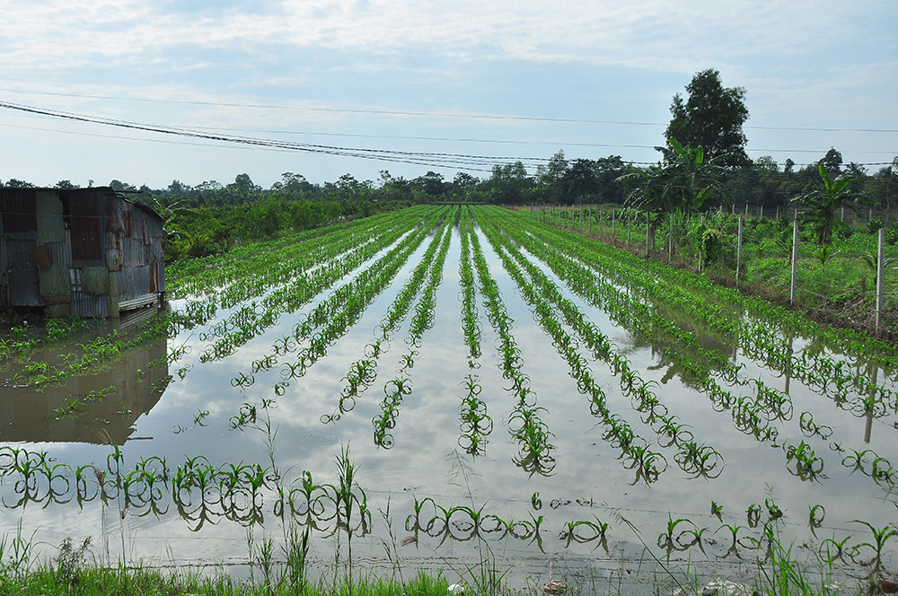 Người Cần Thơ vật lộn trong biển nước, học sinh tiếp tục được nghỉ học ảnh 10