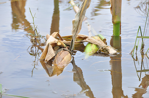 Lũ về Đồng Tháp sớm, hoa màu chết 'tức tưởi' ảnh 2