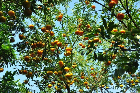 Giới trẻ “thích thú” chụp ảnh quýt hồng cận tết ảnh 7