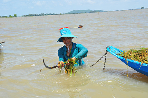 Cận cảnh người dân ngâm mình trong nước gặt lúa ảnh 5