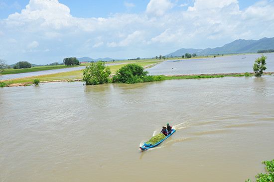 Vỡ đê bao ở An Giang khiến hơn trăm ha lúa chìm trong nước ảnh 4