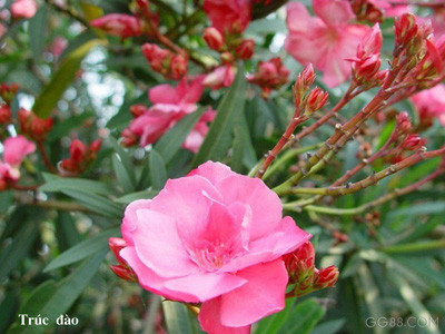 Hoa Trúc đào Ảnh: T.V