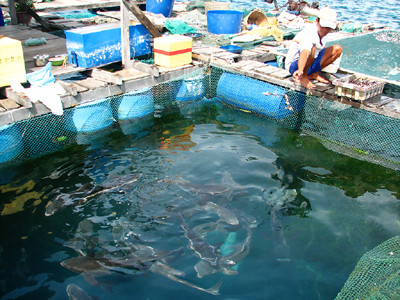 Ông Nguyễn Ao cho cá mú ăn tại bè ở Hòn Một, sắp phải di dời Ảnh: Đ.Q 