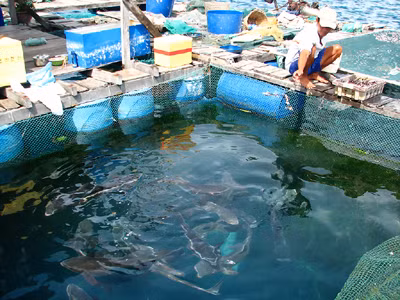 Ông Nguyễn Ao cho cá mú ăn tại bè ở Hòn Một, sắp phải di dời Ảnh: Đ.Q 