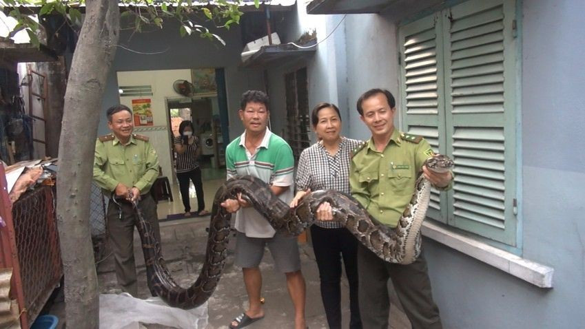 Gia đình ông Quốc cho biết rất vui khi biết tin con trăn đã được về môi trường tự nhiên. Ảnh: NT