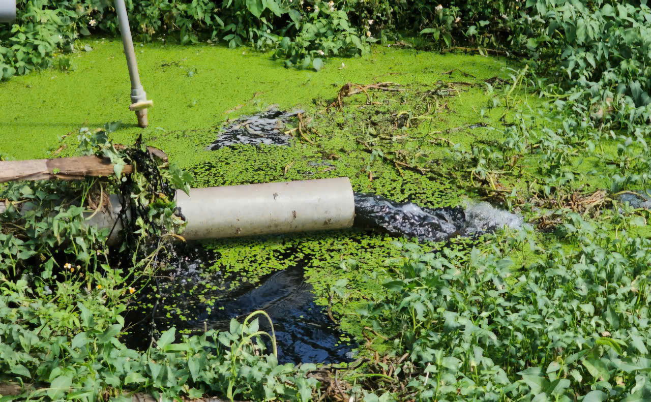 Nước thải từ khu vực trang trại lợn mùi hôi nồng nặc. Nước thải từ khu vực trang trại lợn mùi hôi nồng nặc.