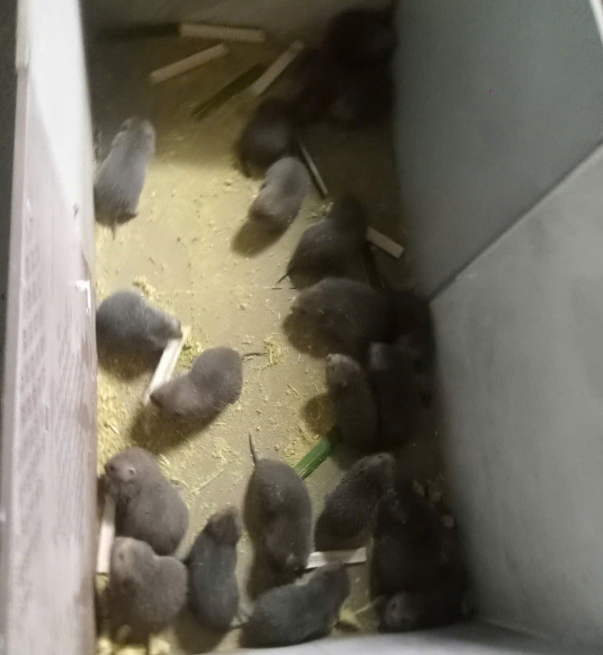 Mô hình nuôi thỏ kết hợp nuôi con dúi mang lại hiệu quả kinh tế.