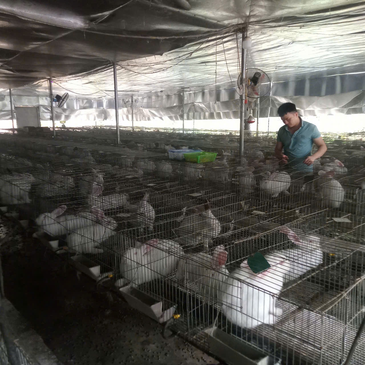 Phạm Hồng Sơn chủ động liên kết với hợp tác xã để bao tiêu sản phẩm thỏ và dúi.