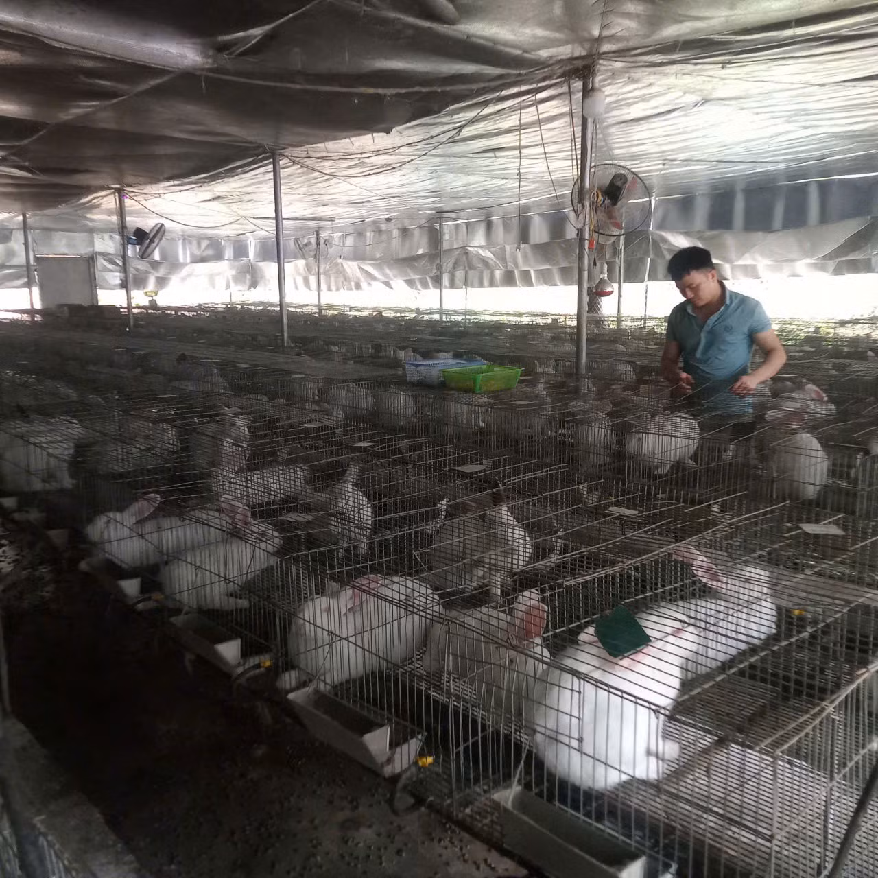 Phạm Hồng Sơn chủ động liên kết với hợp tác xã để bao tiêu sản phẩm thỏ và dúi.