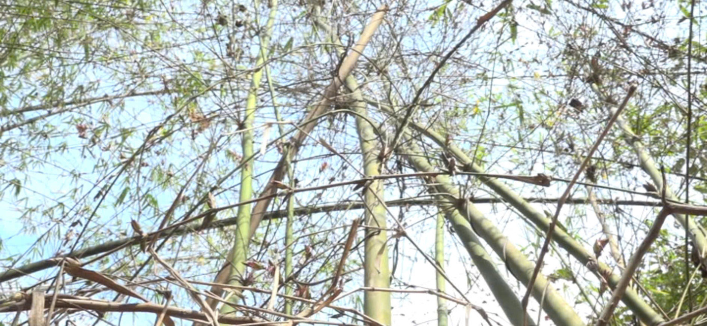 Việc vầu, nứa chết khô ảnh hưởng đến thu nhập của người dân địa phương.